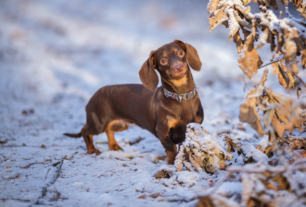 Read more about the article 🐾 Dachshund Back Problems: Prevention Guide (What Every Owner Needs to Know)