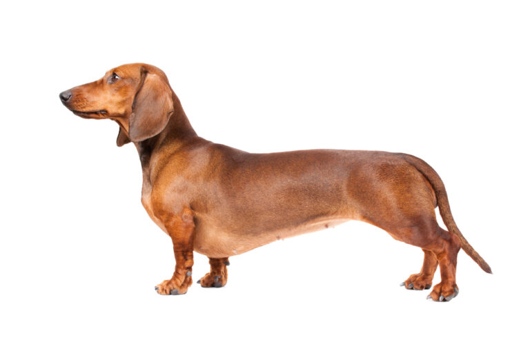 Side profile of a dachshund showing long body and short legs