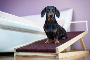 Read more about the article 🐾 Do Dachshunds Need Ramps? (Complete Guide for Owners)