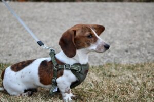 Read more about the article 🦮 Best Harnesses for Dachshunds (2026 Buyer’s Guide)